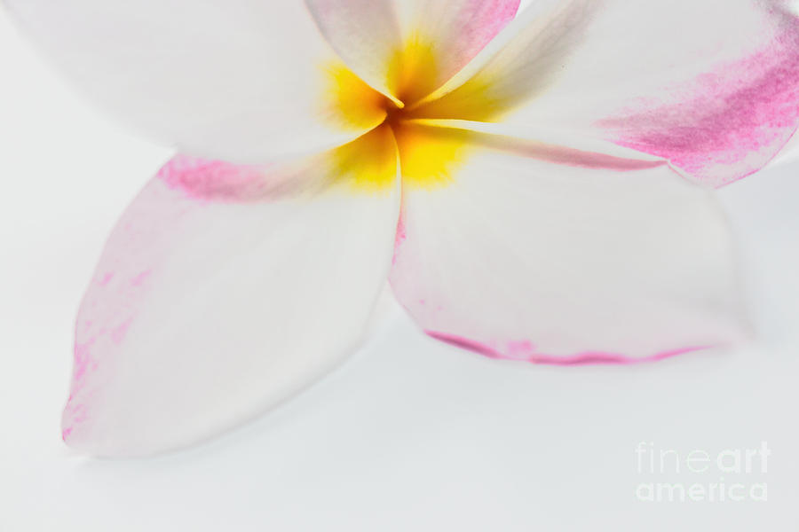 Isolated Flower  Photograph by Ella Kaye Dickey