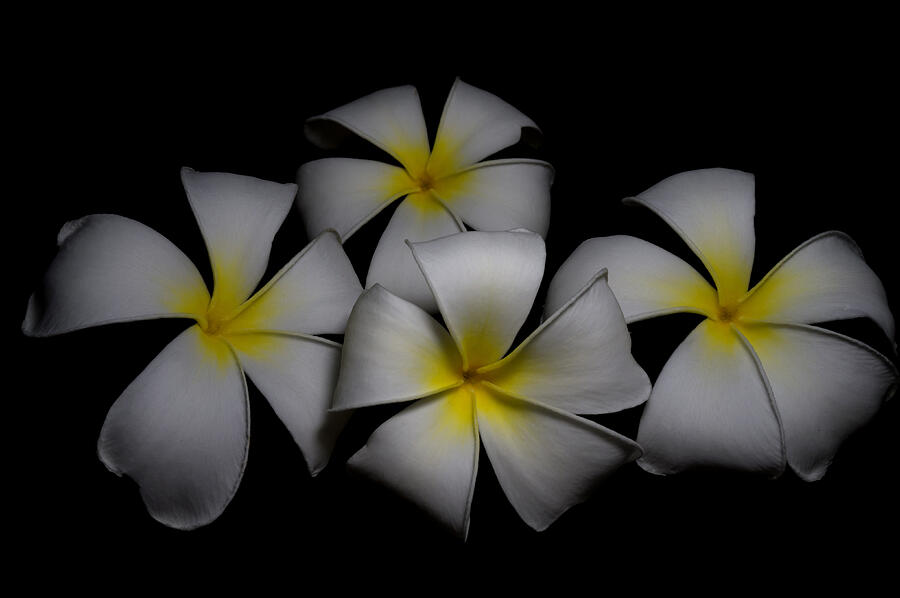 Isolated Fresh Plumeria On Black Background Photograph by Tantawat