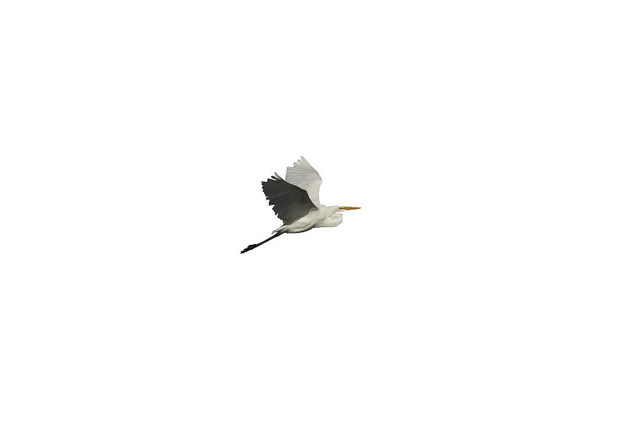 Isolated Great Egret 2016 Photograph by Thomas Young