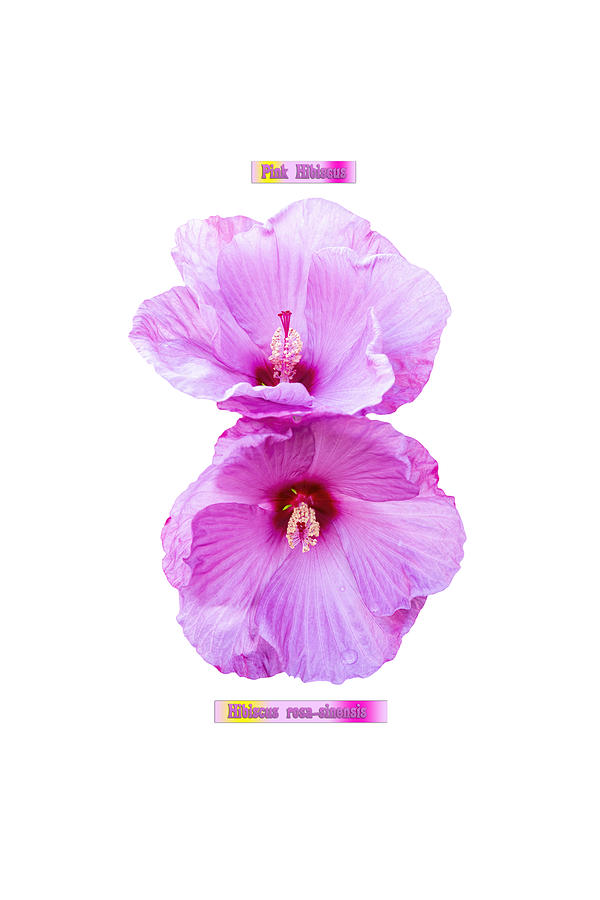 Isolated Hibiscus 2020-1 Photograph