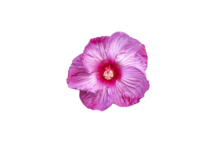 Nature Photograph - Isolated Hibiscus 2020-3 by Thomas Young