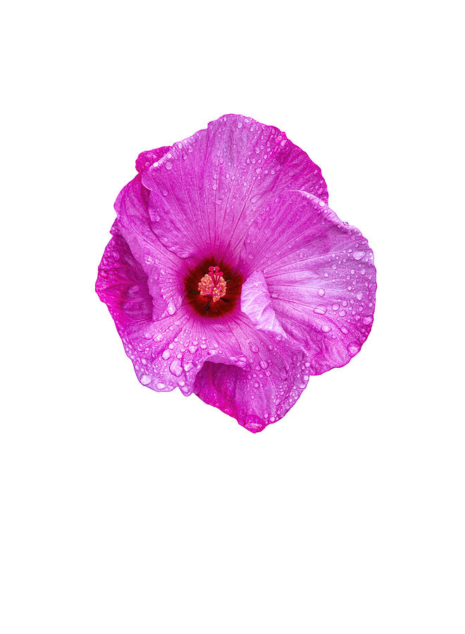 Isolated Hibiscus 2020-4 Photograph by Thomas Young