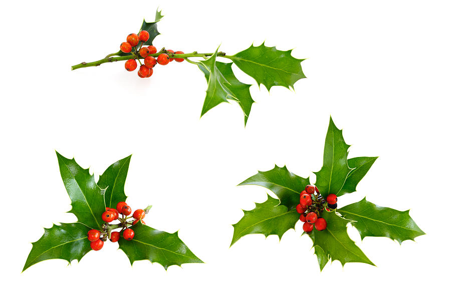 Isolated Holly Twig Selection Photograph by Aristotoo