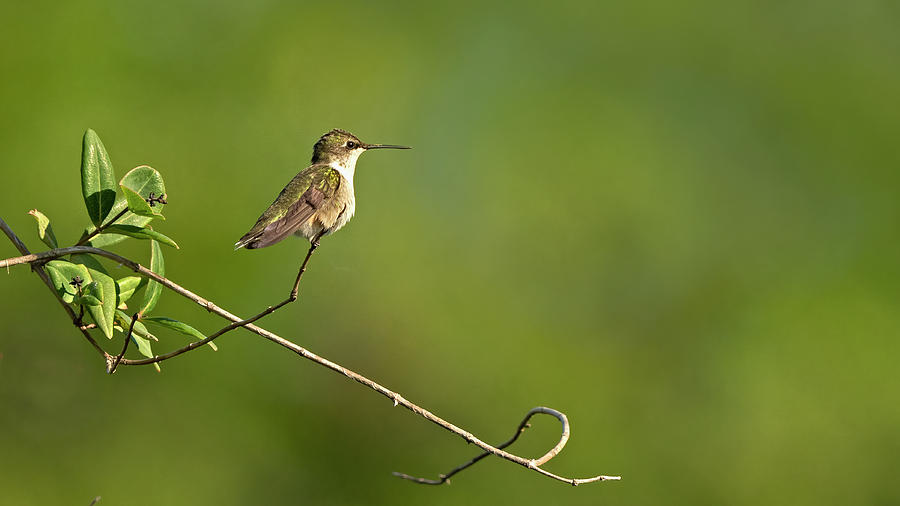Isolated hummingbird Photograph by Jack Nevitt