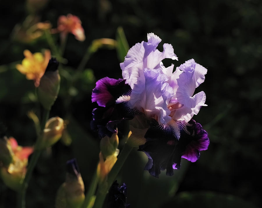 Isolated Iris Photograph by Jean Noren