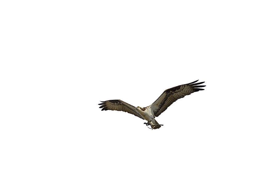 Isolated Osprey 2020-1 Photograph