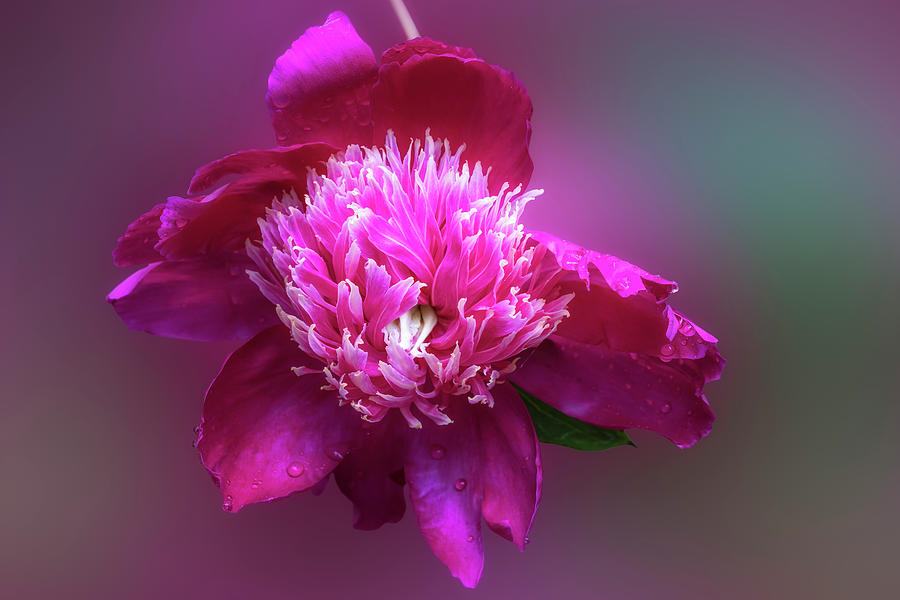 Isolated Peony Photograph by Susan Candelario