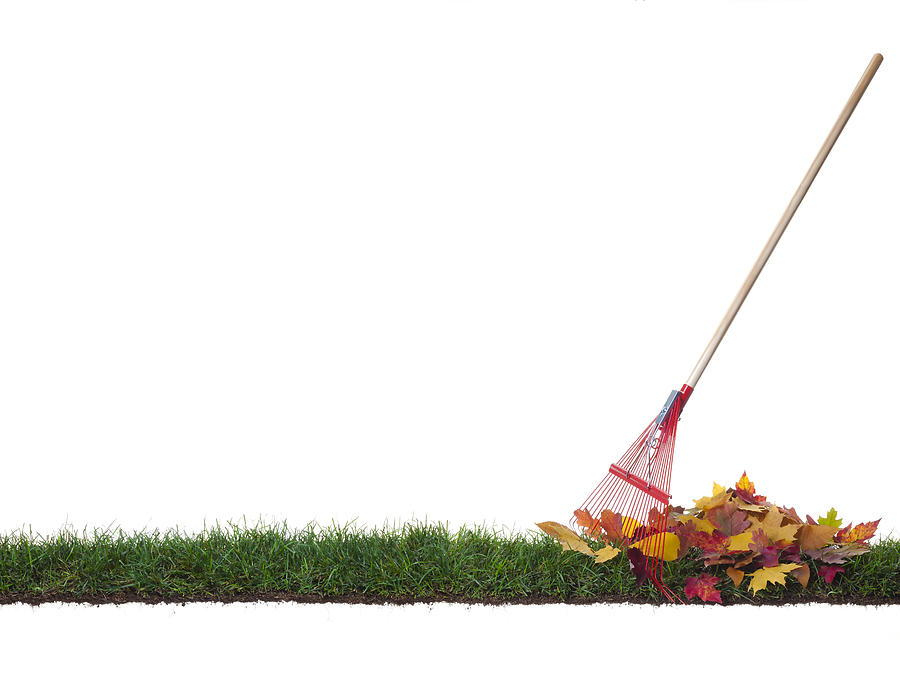 Isolated Rake and leaves on a strip of grass Photograph by MarkGabrenya
