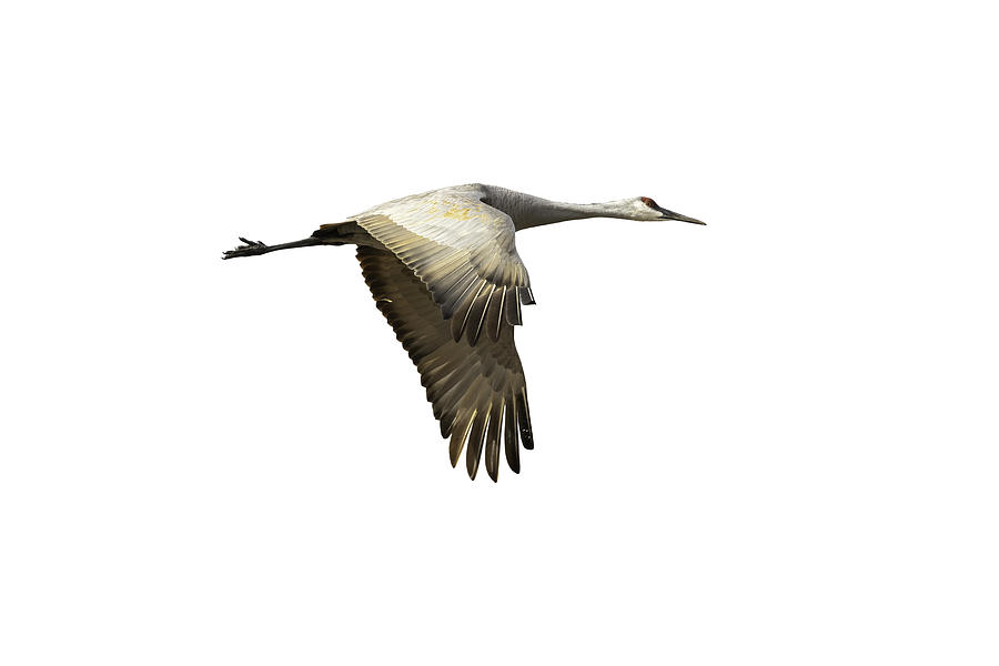 Isolated Sandhill Crane 1-2021 Photograph by Thomas Young