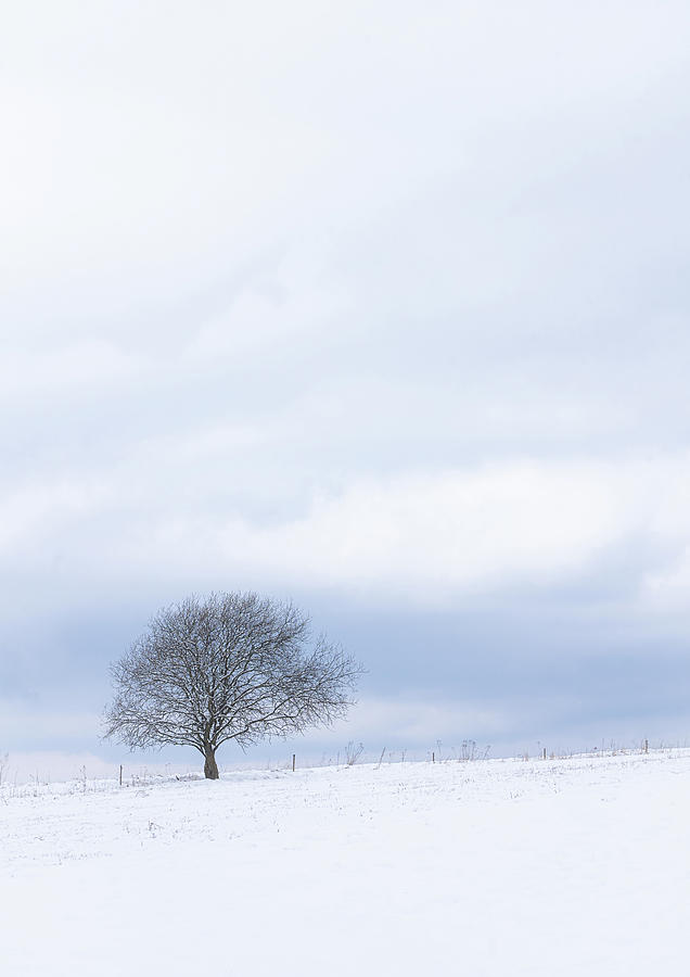 Isolated tree in winter landscape with blue skies after the storm Photograph by Peter Kolejak