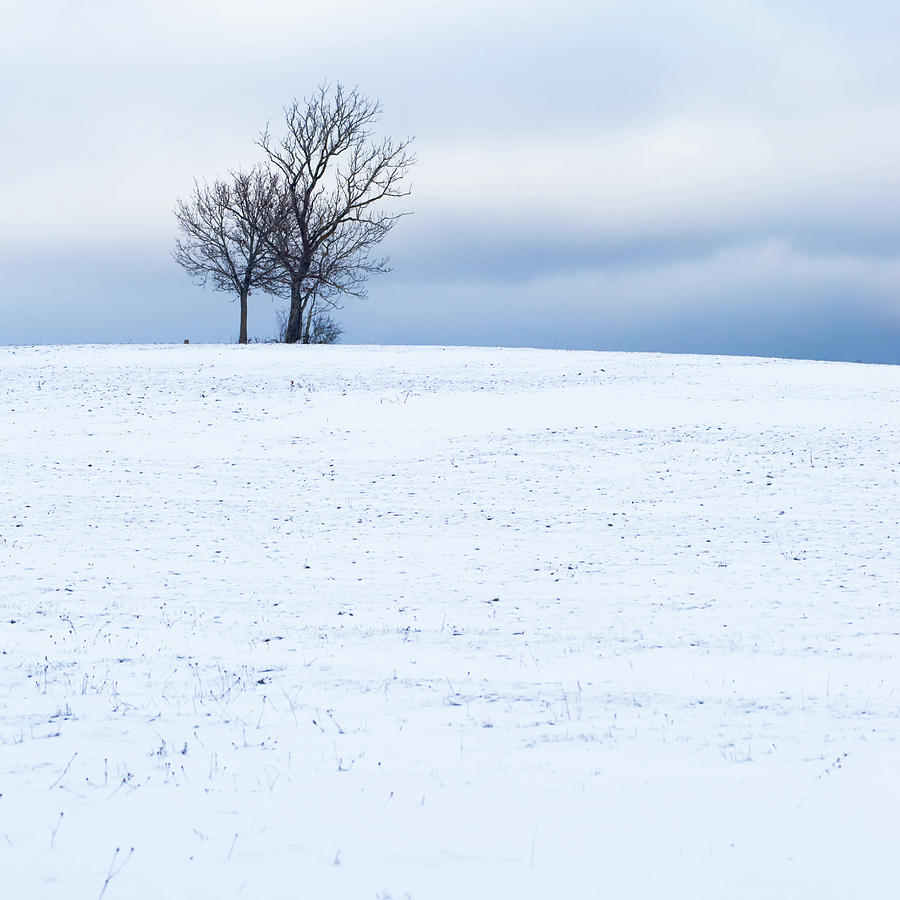 Christmas Photograph - Two isolated trees on the crest of a snow-capped volcano by Jean-Luc Farges