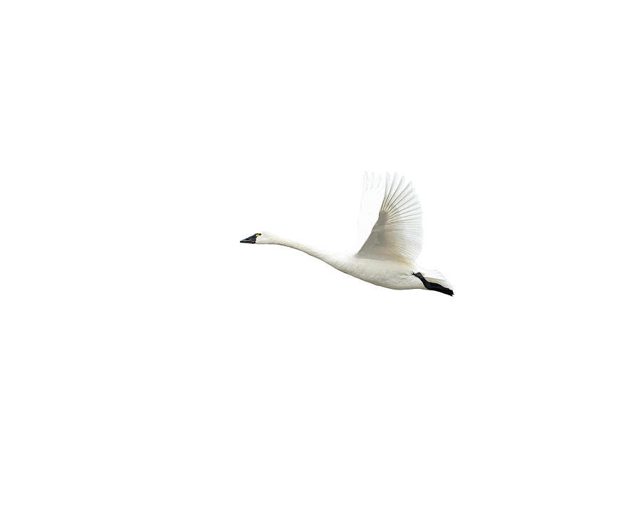 Isolated Tundra Swan 2020-1 Photograph by Thomas Young