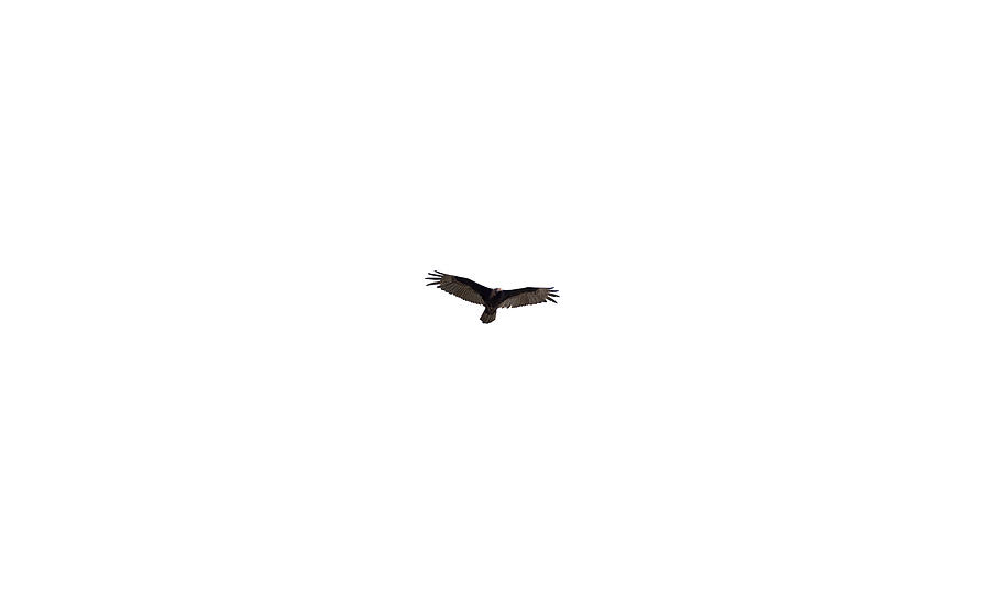 Isolated Turkey Vulture  2020-1 Photograph by Thomas Young