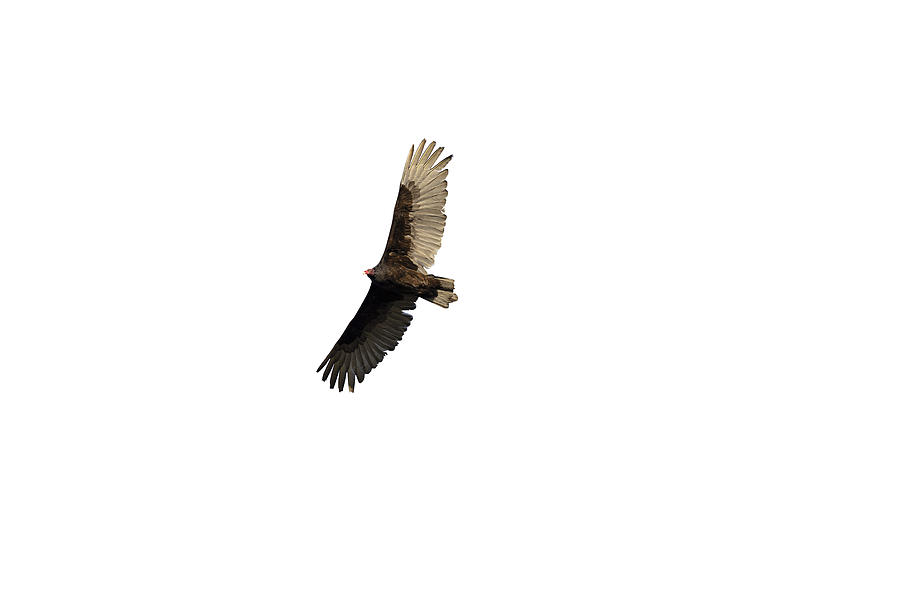 Isolated Turkey Vulture  2020-2 Photograph by Thomas Young