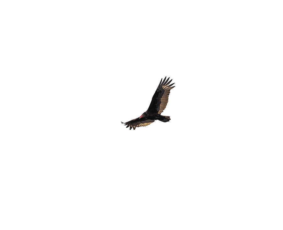 Isolated Turkey Vulture 2020-3 Photograph by Thomas Young
