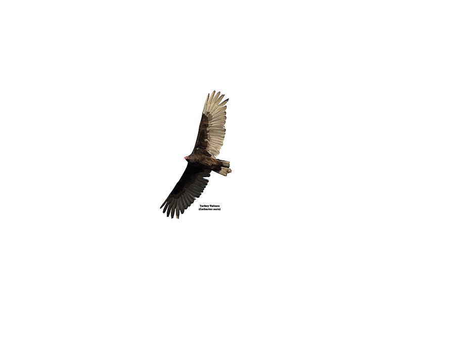 Isolated Turkey Vulture With Name 2020-2 Photograph by Thomas Young