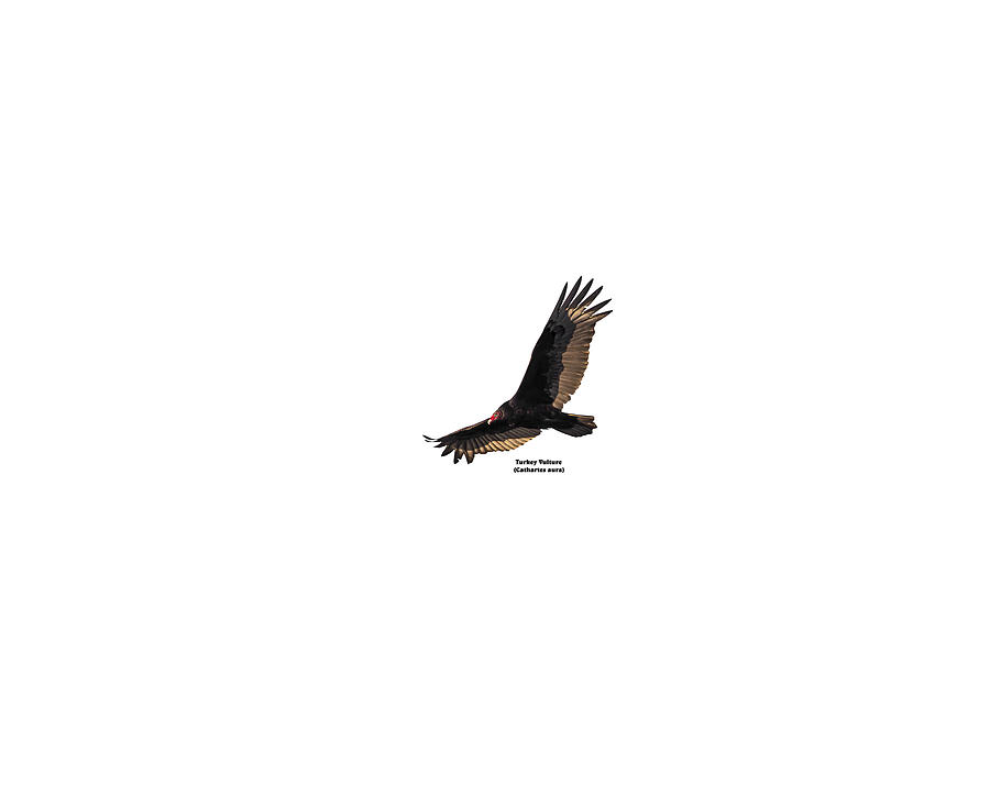 Isolated Turkey Vulture With Name 2020-3 Photograph