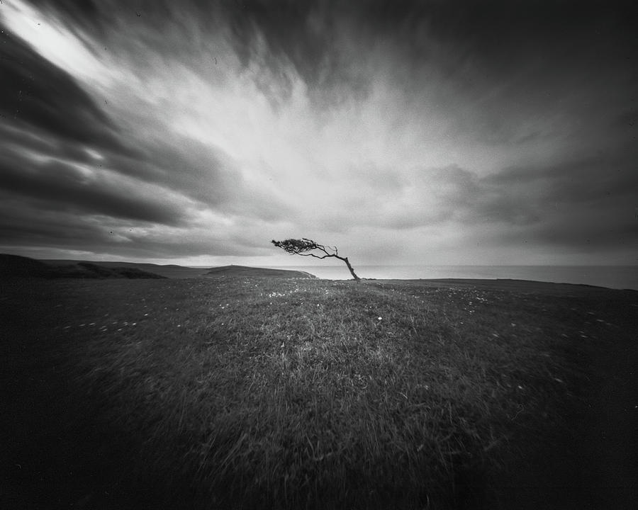 Isolated - Windswept Tree On Went Hill Photograph by Will Gudgeon