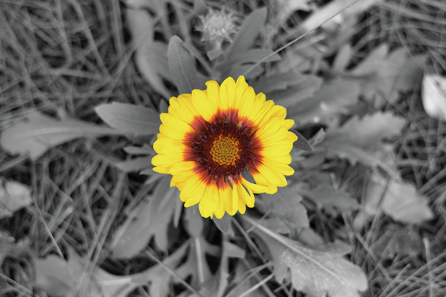 Isolated Yellow Flower with Black and White Background Photograph by ...