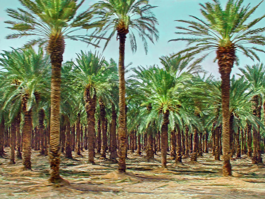 Israeli Date Palm Orchard Photograph by Brian Tada