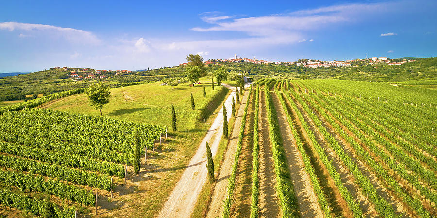 Istrian vineyard region aerial view. Town of Buje green landscap Photograph by Brch Photography