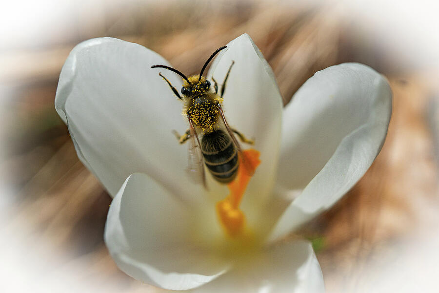 Nature Photograph - It Couldnt Bee by Linda Howes