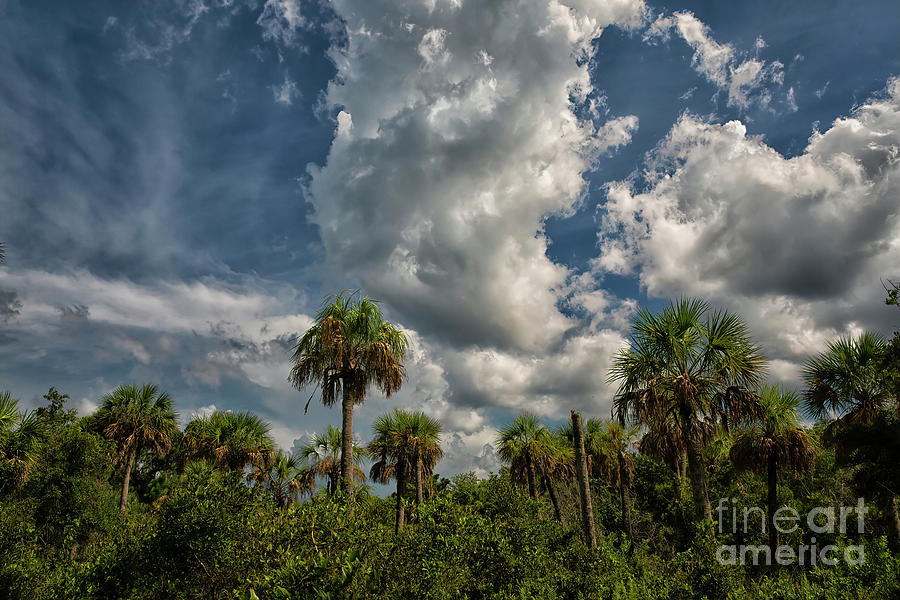 Jungle Photograph - It Is A Jungle In There by Felix Lai Jungle Photograph - It Is A Jungle In There by Felix Lai