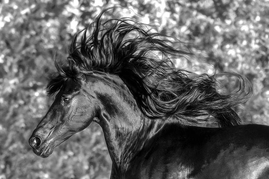 It Is All About The Mane II Photograph