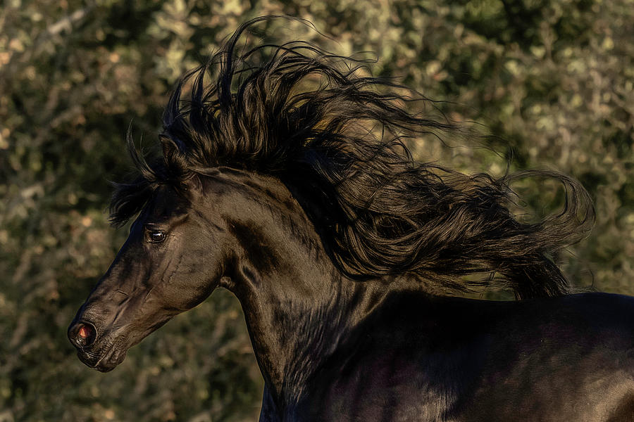 It Is All About The Mane Photograph