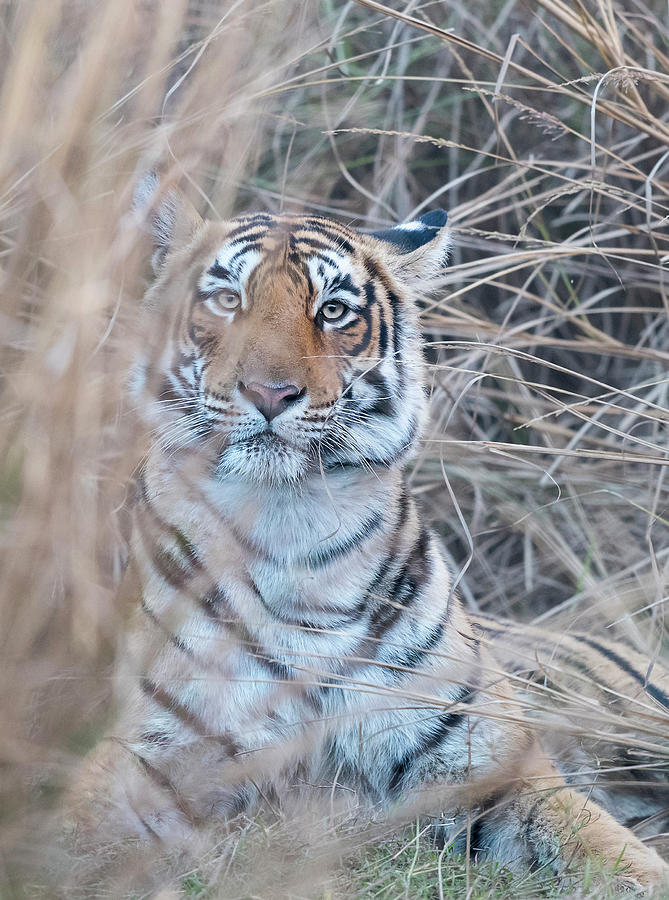 It is OK to come a little bit closer - Tigress Photograph by Puttaswamy Ravishankar