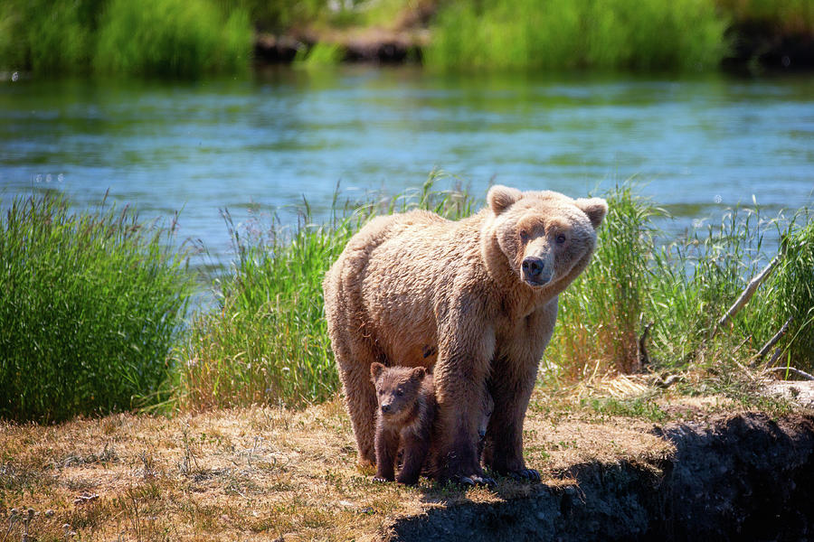 It is safe to stay with mother bear Photograph by Alex Mironyuk