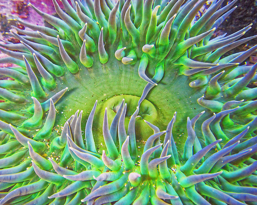 It Isnt Easy Being Green - Giant Green Sea Anemone Photograph by KJ Swan