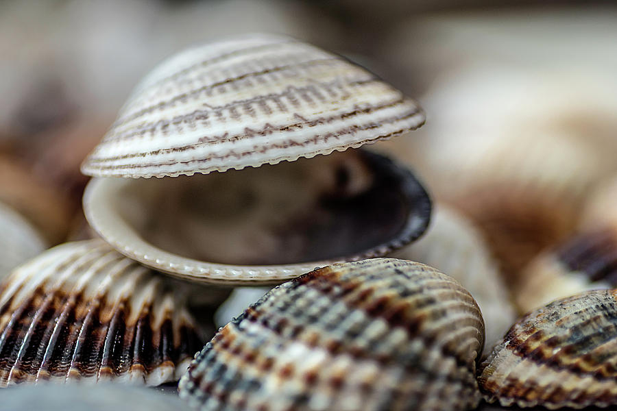 Italian beach shells Photograph by Wolfgang Stocker