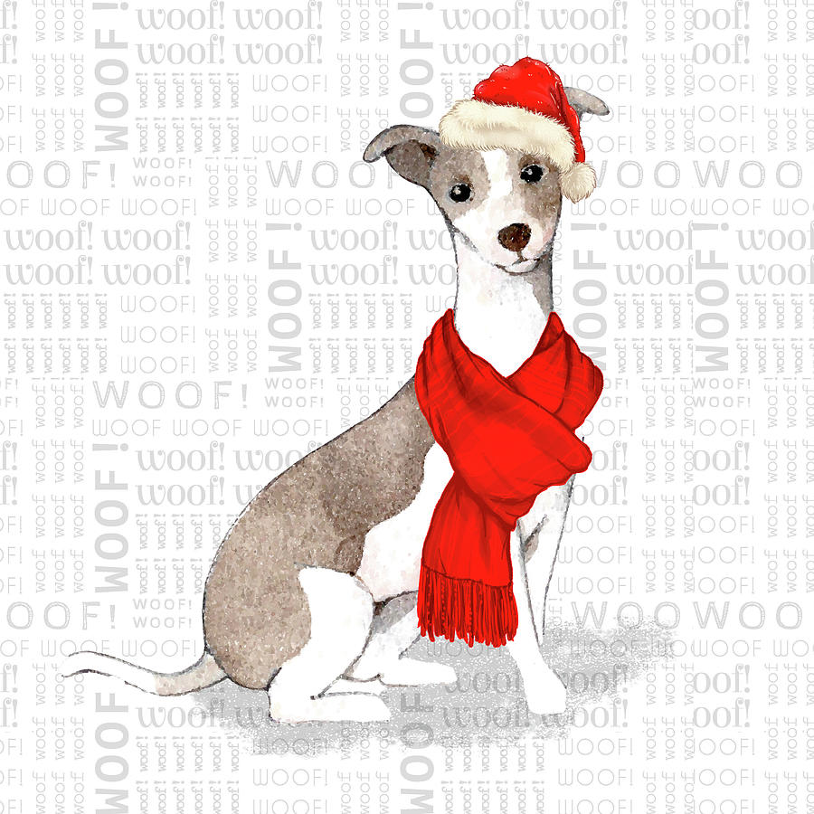 Italian Greyhound Christmas Digital Art by Doreen Erhardt