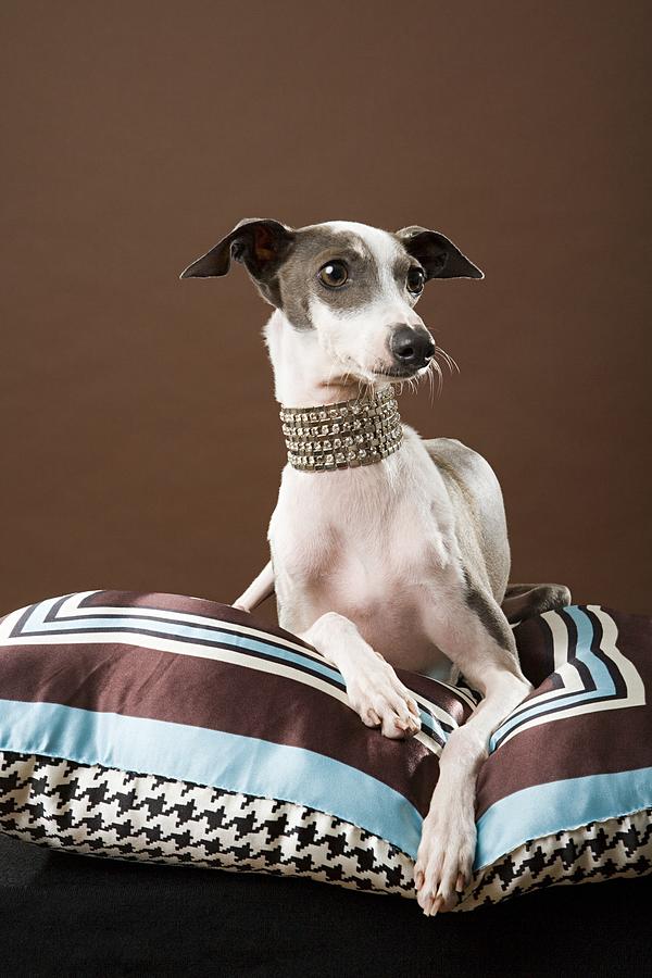 Italian greyhound Photograph by Image Source