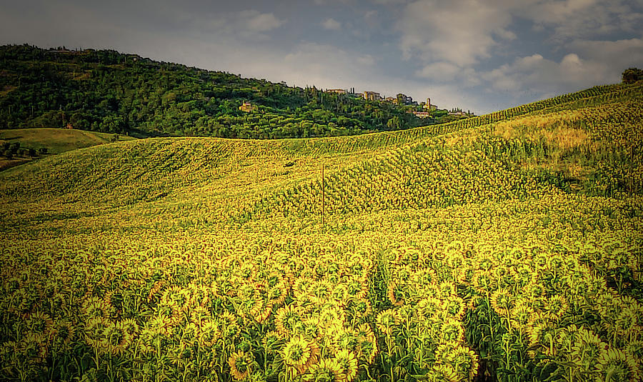 Italian Hill Town Sunflowers Photograph by Norma Brandsberg