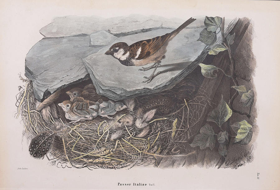 Italian Sparrow c. 1865 Digital Art by Kim Kent