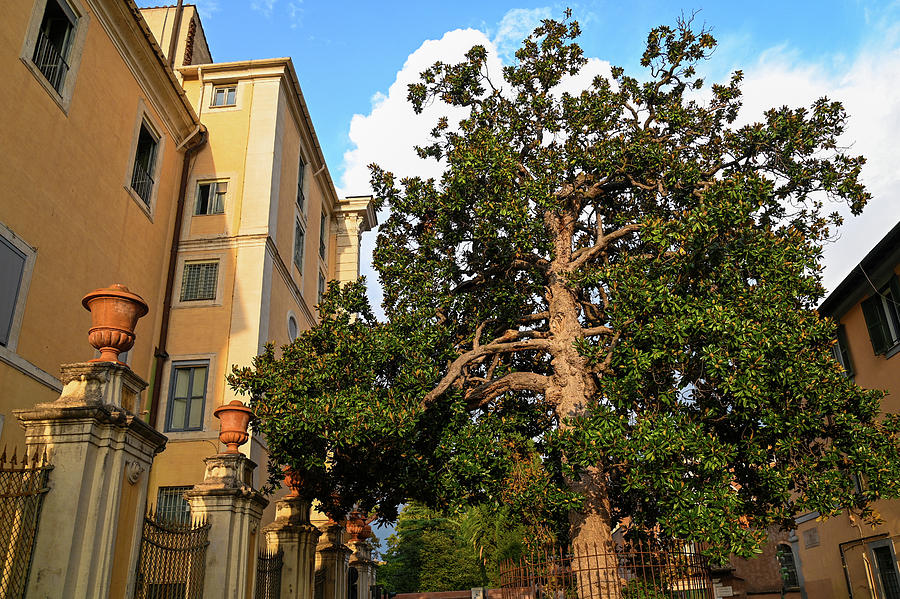 Italian Vacations - Rome - Old Magnolia Tree 1 Photograph by Jenny Rainbow