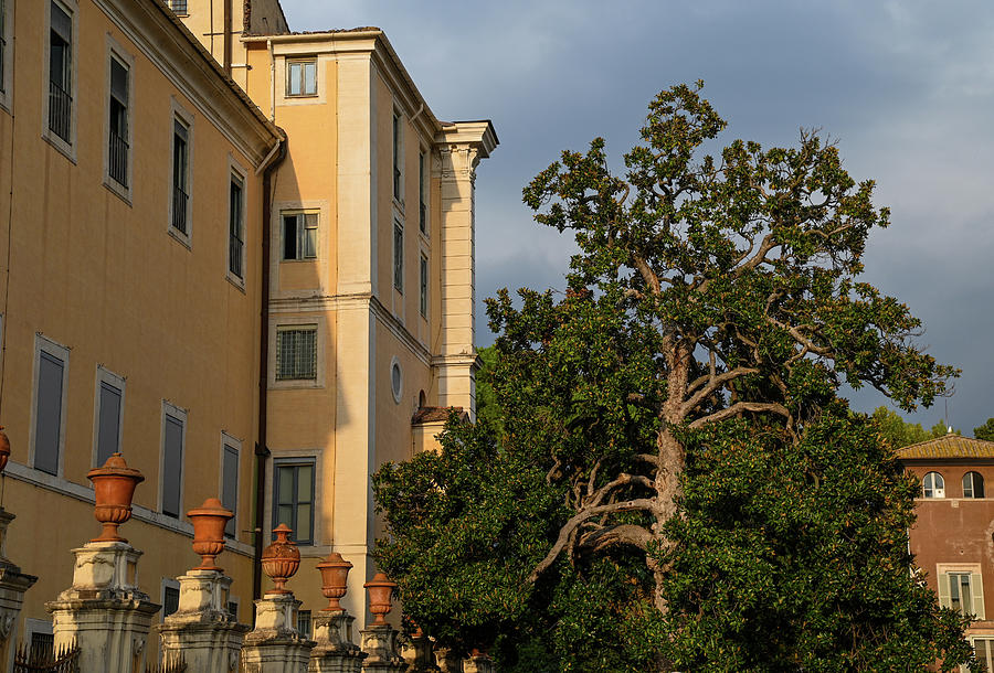 Italian Vacations - Rome - Old Magnolia Tree Photograph by Jenny Rainbow