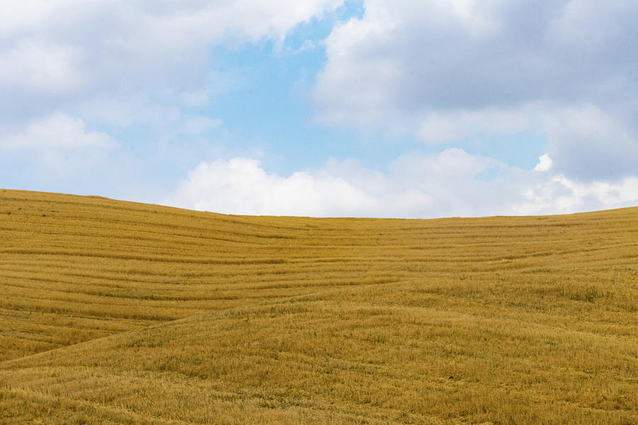 Italian wheatfield Photograph by Inga Simitz - Fine Art America