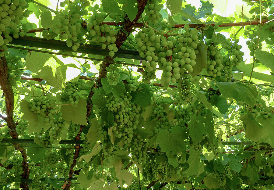 Italian Winery Arbor Photograph