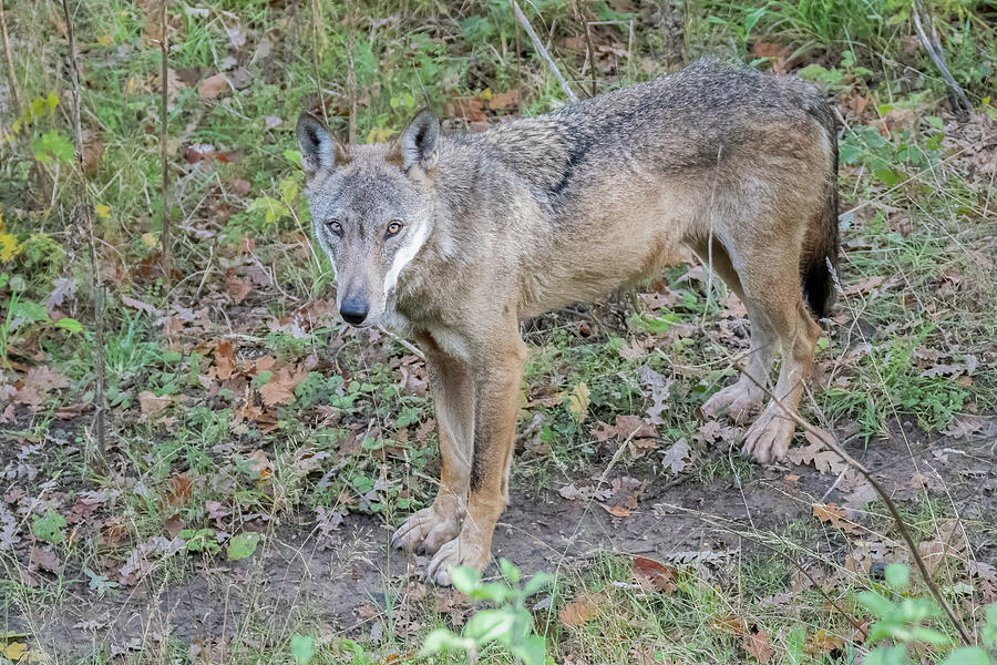 Italian wolf 3 Photograph by Inerro Land - Fine Art America