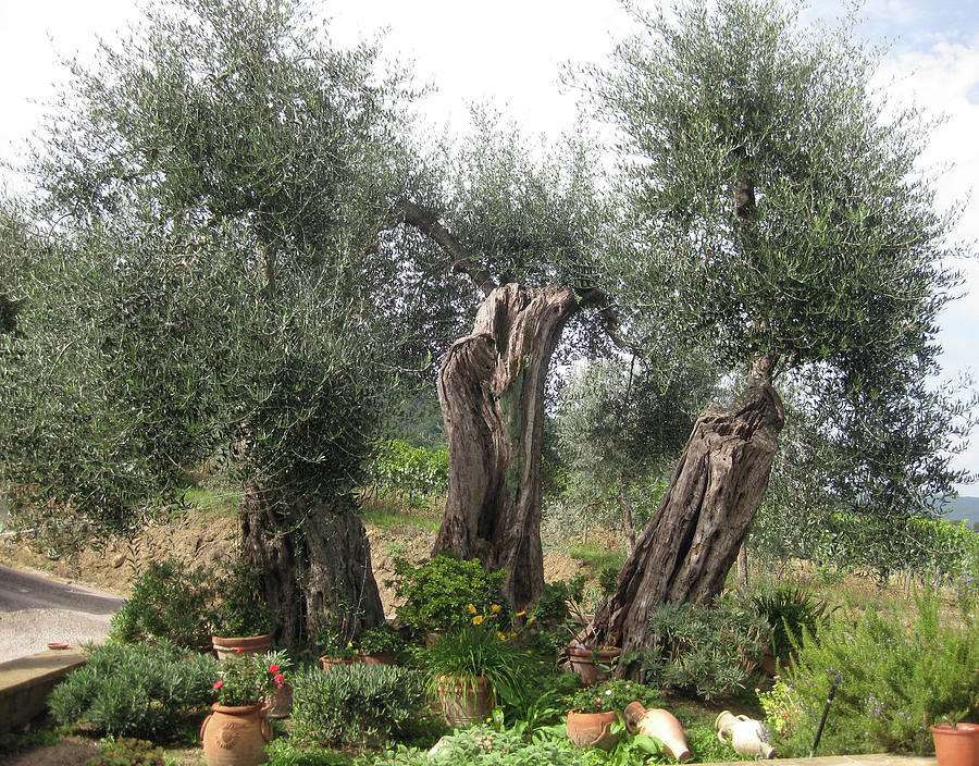 Italy 4 olive trees Photograph by Mark Tonelli