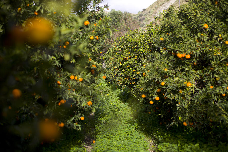 Italy, Caulonia, cultivation of mandarins Photograph by Aldo Pavan