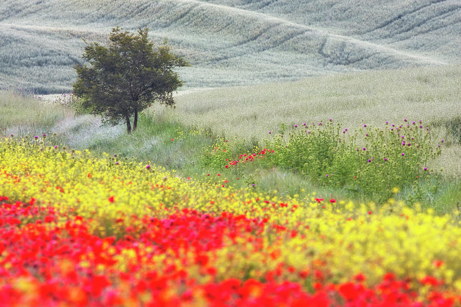 Italy lone tree and wilflowers Photograph by Eggers Photography