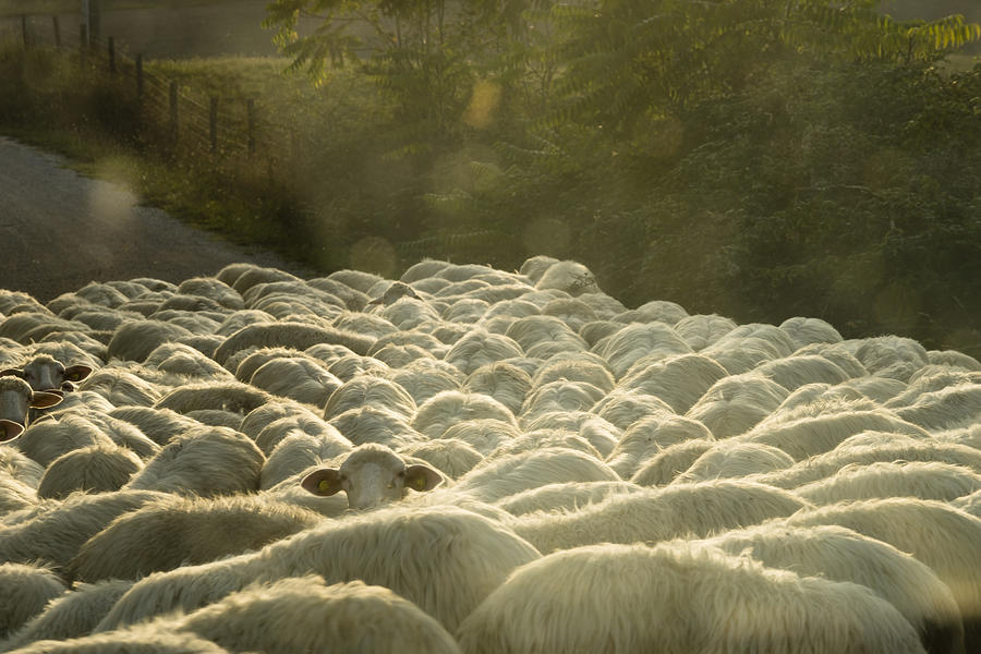 Italy, Tuscany, flock of sheep on a road Photograph by Westend61