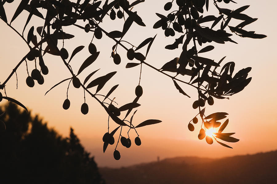 Italy, Tuscany, Olive tree at sunrise, close-up Photograph by Westend61