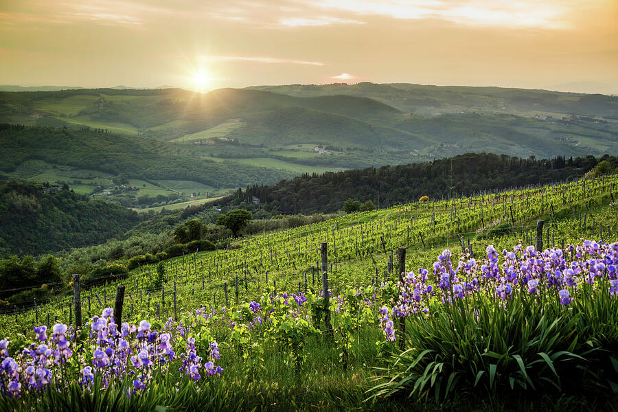 Sunset Photograph - Italy Vineyard on Tuscany Rolling Hillside by Good Focused