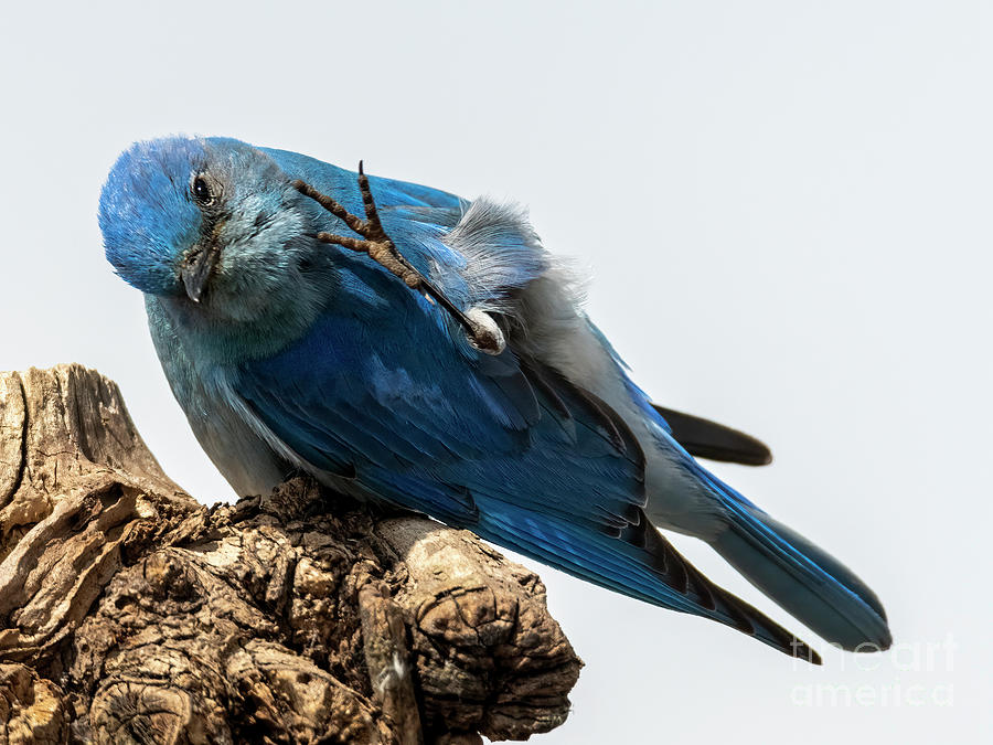 Bluebird Photograph - Itch to Scratch by Michael Dawson