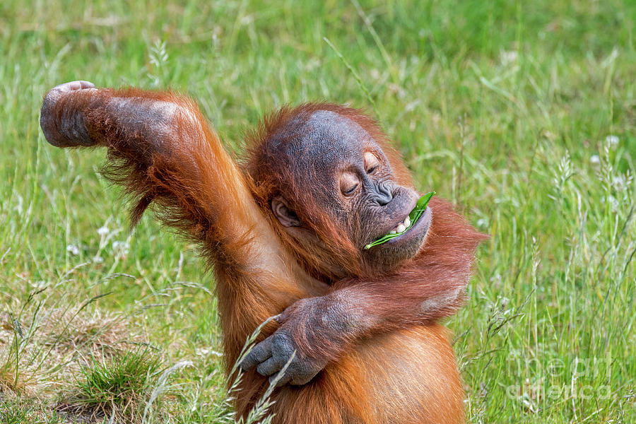 Itchy Baby Orangutan Photograph by Arterra Picture Library